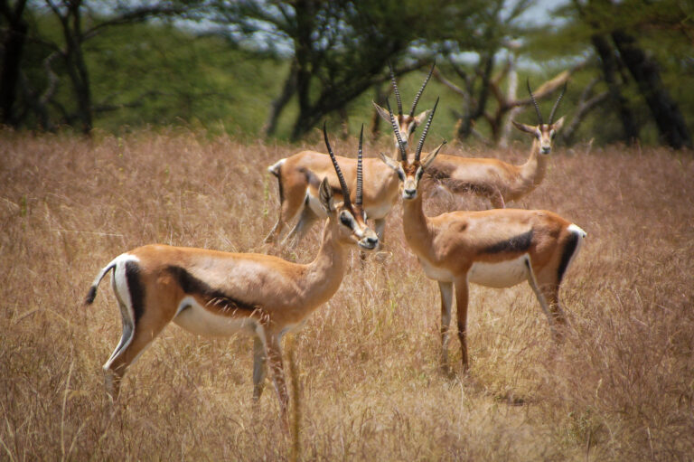 Four gazelles standing in a field stare arrestingly at the camera.