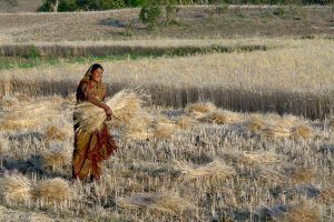1024px-Woman_harvesting_wheat_Raisen_district_Madhya_Pradesh_India_ggia_version