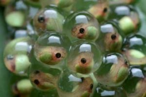 Fishabne-Gallice-web_0
