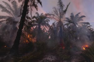Max-Haiven-Ukraine-Palm-Oil-Indonesia