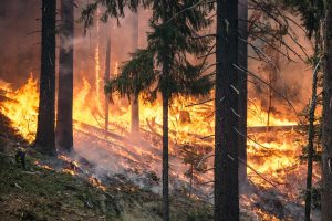 forest-fire-1493436144fp6