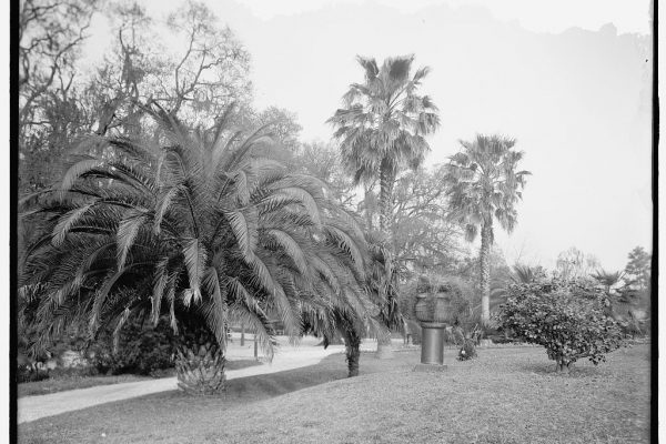 palm-tree-in-audubon-park-new-orleans-la-1024
