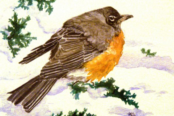 robinbird