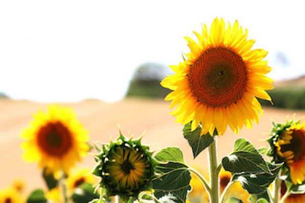 sunflower_feature