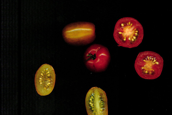 tomato-banner